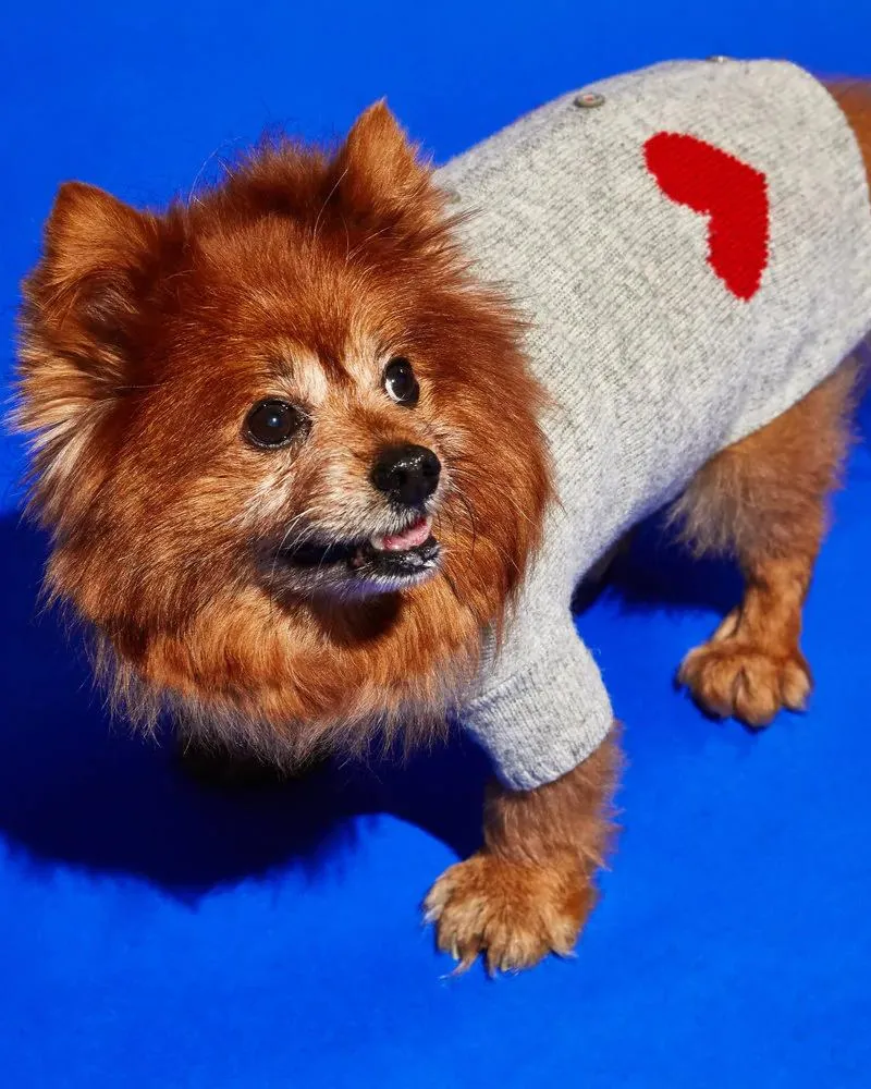 Heart Merino Wool Dog Cardigan Sweater in Grey (FINAL SALE)